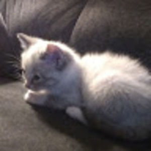 Meet your Posher, Sabre